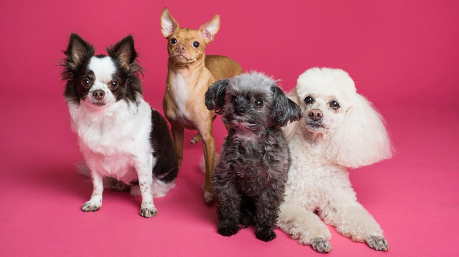 The Right Dog Breed